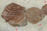 Twelve Fossil Leaves (Zizyphoides, Beringiaphyllum & Davidia) -Montana #188744-5
